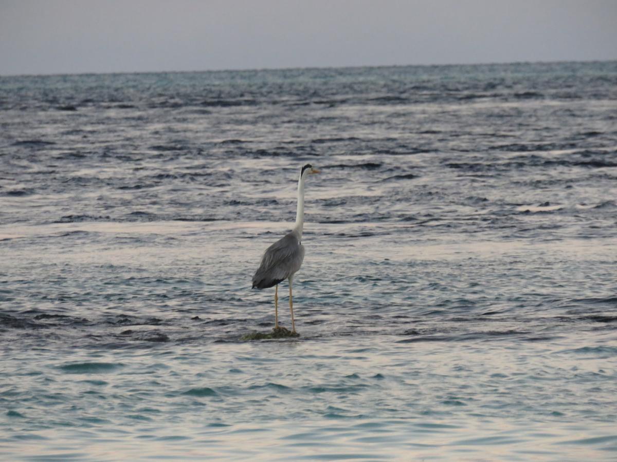 Golhaa View Inn By Tes Thulusdhoo Luaran gambar