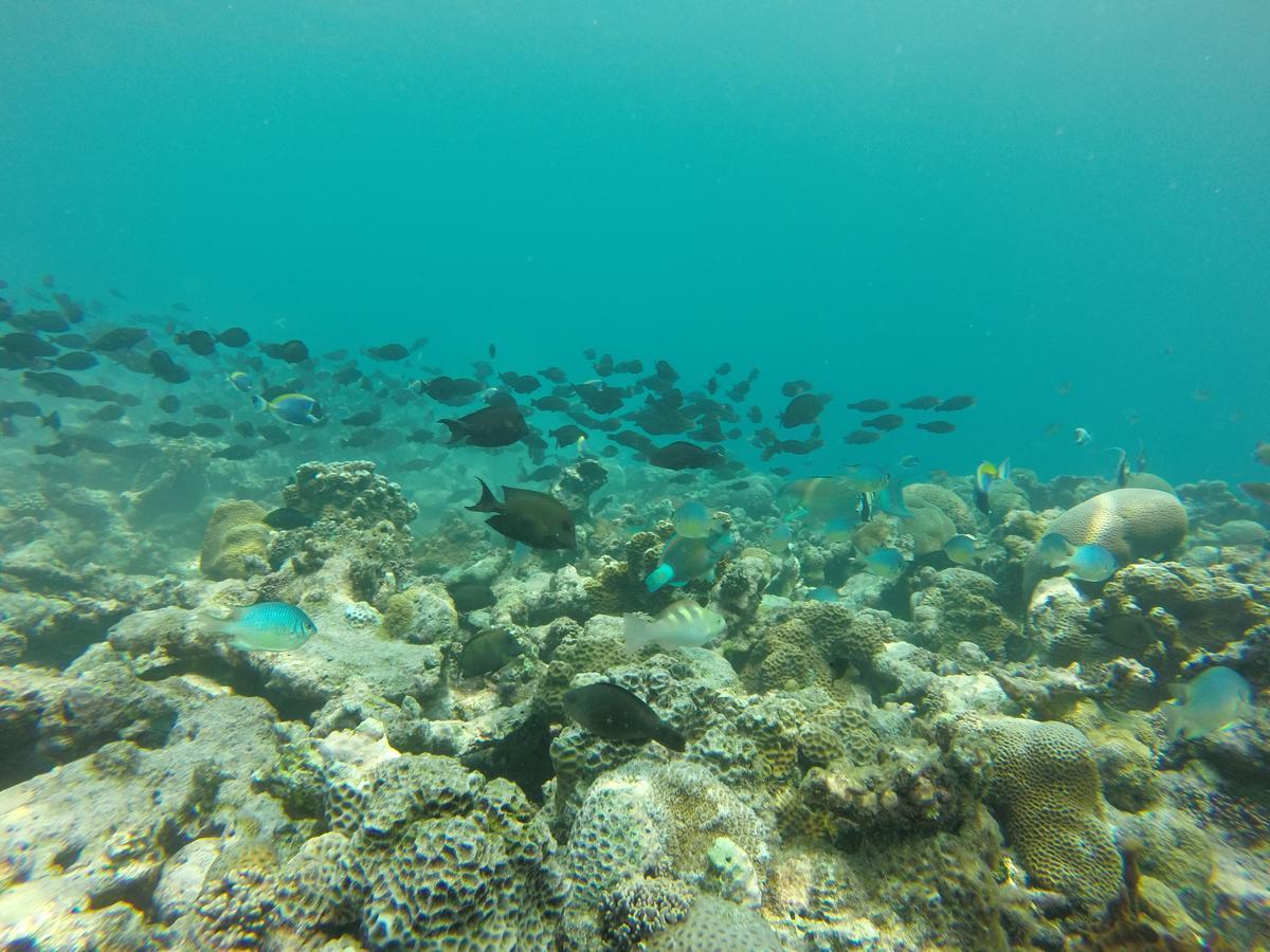 Golhaa View Inn By Tes Thulusdhoo Luaran gambar